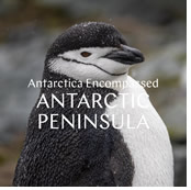 Antarctic Gay Cruise 2026