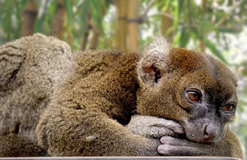 Madagascar Bamboo lemur