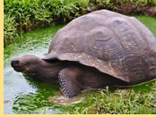 Galapagos gay cruise - Santa Cruz giant turtle