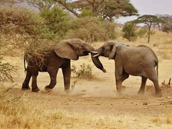 Tanzania gay safari - elephant babies
