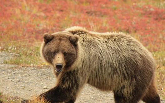Alaska Bears Cruise 2023