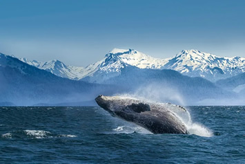 Alaska cruise whale