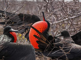 Galapagos Frigate bird