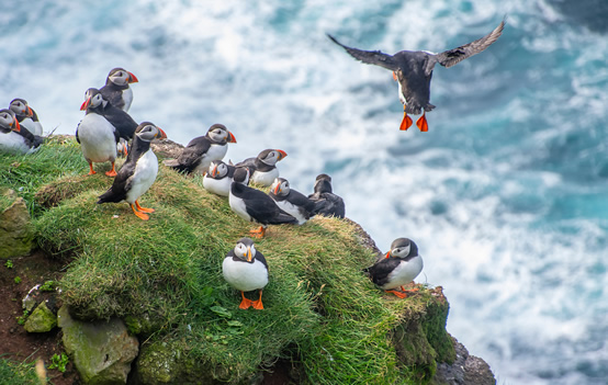 Iceland Gay Cruise