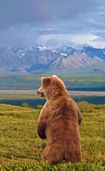 Alaska Bears Gay Cruise 2026