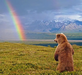 Denali Alaska gay tour