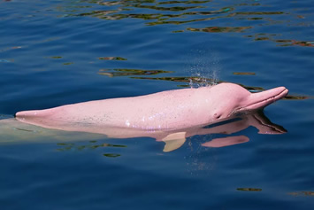 Amazon gay cruise - pink river dolphins