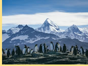 Antarctica Expedition gay cruise penguins