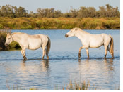 Provence gay cruise - Camargue white horses