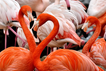 Africa Gay cruise flamingos