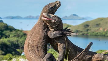 Indonesia gay cruise - Komodo Dragons
