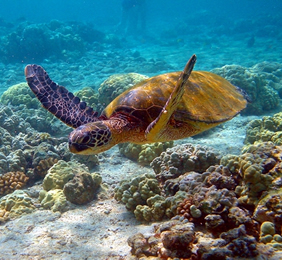 Tortola Gay Sailing Cruise