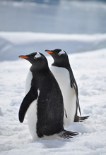 Antarctica luxury gay cruise