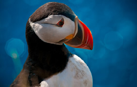 Iceland gay cruise - Heimaey Puffins
