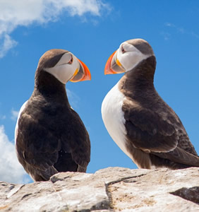 Iceland gay cruise puffins