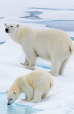 Arctic luxury gay cruise 2028