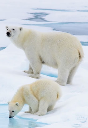 Arctic Polar bears expedition