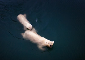 Arctic bears