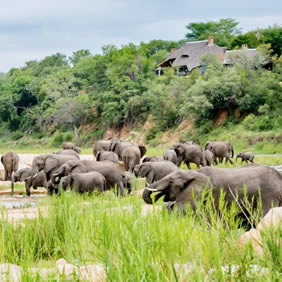 Singita gay safari