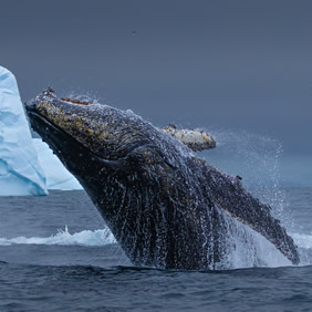 Antarctica whale