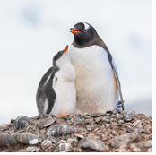 Gay Antarctica Cruise 2028