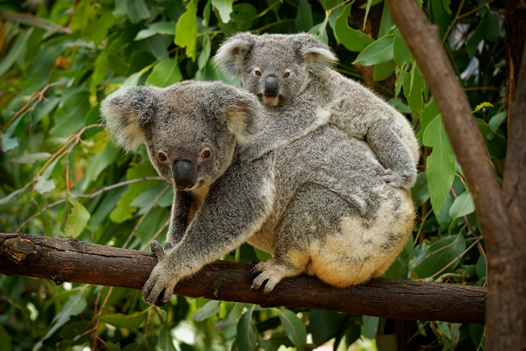 Australia Gay Cruise 2028