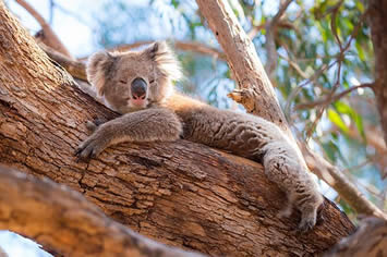 Australia gay cruise koala