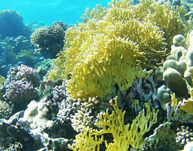 Great Barrier Reef gay cruise - Willis Island