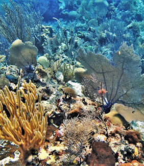 Belize coral