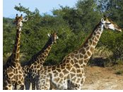 Kruger Park gay safari