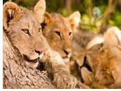 Sabi Sands, South Africa gay safari