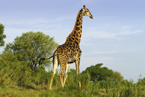 South Africa gay safari tour