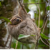 Amazon adventure cruise