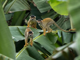 Amazon Squirrel Monkeys