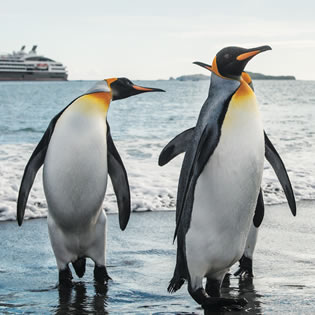 Antarctica gay cruise penguins