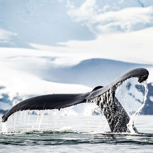 Antarctica gay cruise - whale