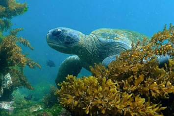 Galapagos gay cruise travel