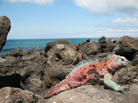 Galapagos Isabela gay cruise