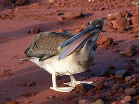 Galapagos gay cruise - Rabida Island