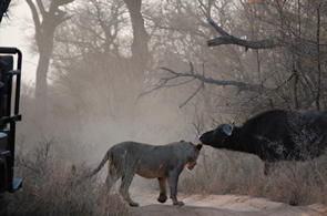 South Africa gay safari tour