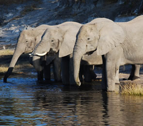 South Africa gay safari