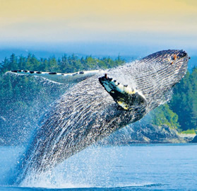 Alaska whale