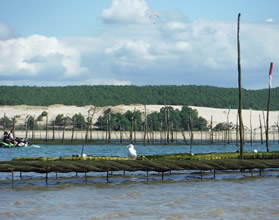 Arcachon's Bay