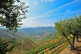 Douro lesbian cruise - Pinhao vineyards