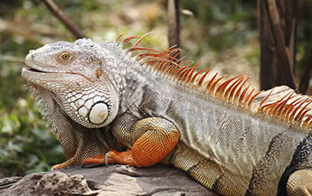 Galapagos Islands Olivia lesbian cruise