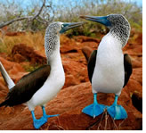 Galapagos Islands Olivia  All-Lesbian Cruise 2021