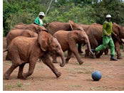 Dame Daphne Sheldrick Elephant Orphanage