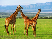 Tanzania Lesbian Safari - Ngorongoro Conservation Area