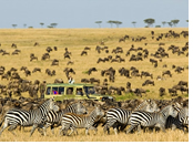 Serengeti lesbian safari