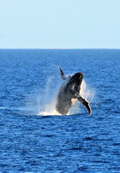 Australia Lesbian Adventure Cruise 2026